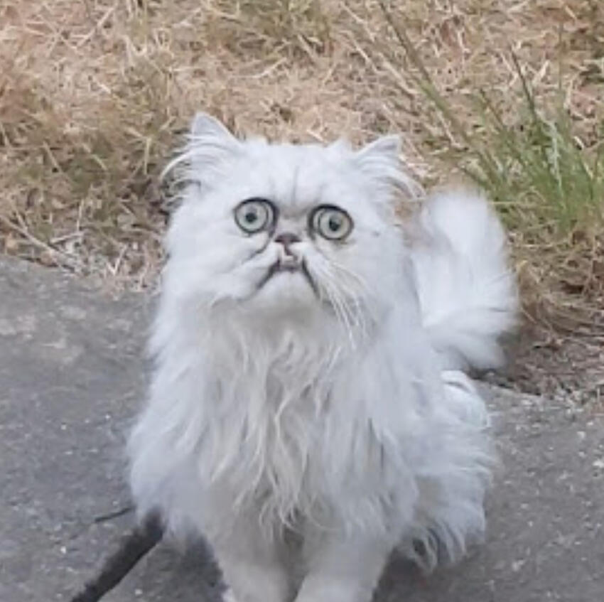 Leo_potichat Lou PIOT